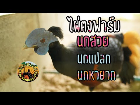 ฟาร์มนกไผ่ตง แหล่งรวมนกสวย นกแปลกหายาก มีใบครอบครอง