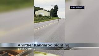 Another Kangaroo sighting has been reported in Columbia County along a road.