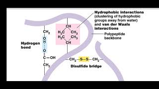 Grade 11 Biology, Chapter 2, 2.1.4 Proteins