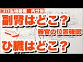 器官の位置確認　副腎・ひ臓・甲状腺・副甲状腺・胸腺・肝臓・腎臓・胆のう・すい臓の位置　パラトルモン・アルブミンの語呂合わせ　内分泌　ゴロ生物基礎