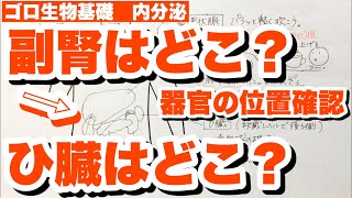 器官の位置確認　副腎・ひ臓・甲状腺・副甲状腺・胸腺・肝臓・腎臓・胆のう・すい臓の位置　パラトルモン・アルブミンの語呂合わせ　内分泌　ゴロ生物基礎