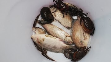 Bắt được các sinh vật trong đêm tối, cá rô phi, cua đồng, cá quả