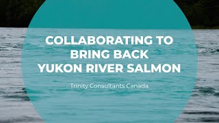 Collaborating to Bring Back Yukon River Salmon | Trinity Consultants Canada | Tomorrow's Catch