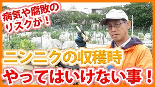 家庭菜園や農園のニンニク栽培で腐敗や病気にならないために！6月収穫