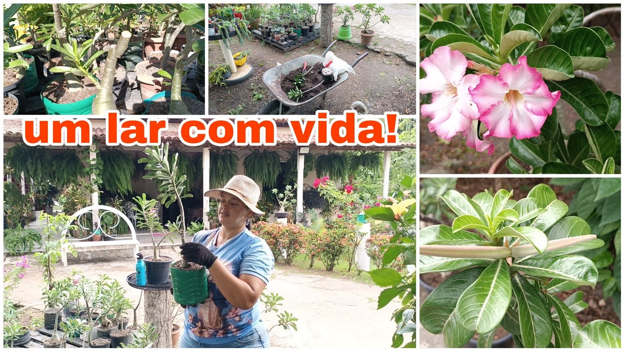 Os cuidados com as plantas do jardim não para.
