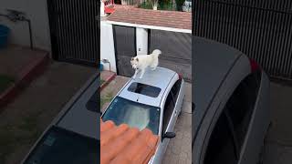 Husky's Unusual Car Roof Hangout Routine
