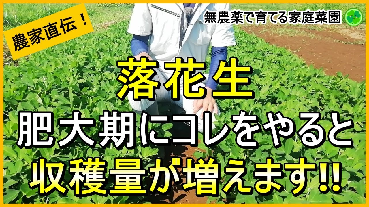 【落花生栽培】結莢期・肥大期の今が大事！やるべきお世話を解説！【有機農家直伝！無農薬で育てる家庭菜園】　24/7/30