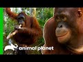 🔴 Meet The Orangutans Of Orangutan Island! | Orangutan Island