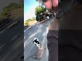 Sheep turns dog