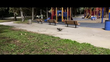 trapLA Kids 1st RC Bashing Video! Arrma Typhon 3S vs Traxxas Rustler VXL 4x4