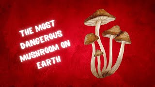 "The Silent Killer: The Deadly Danger of This Mushroom"