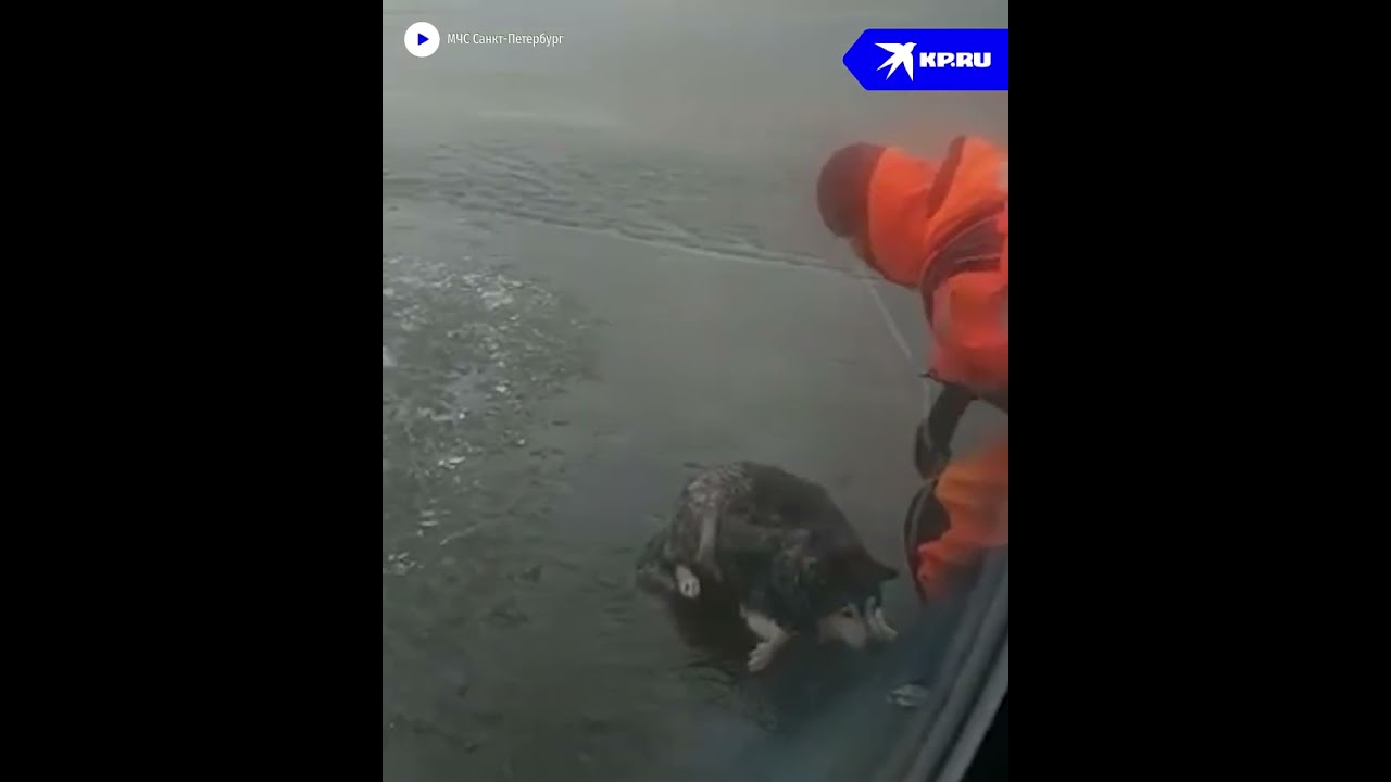 Петербургские спасатели достали собаку, застрявшую на льдине