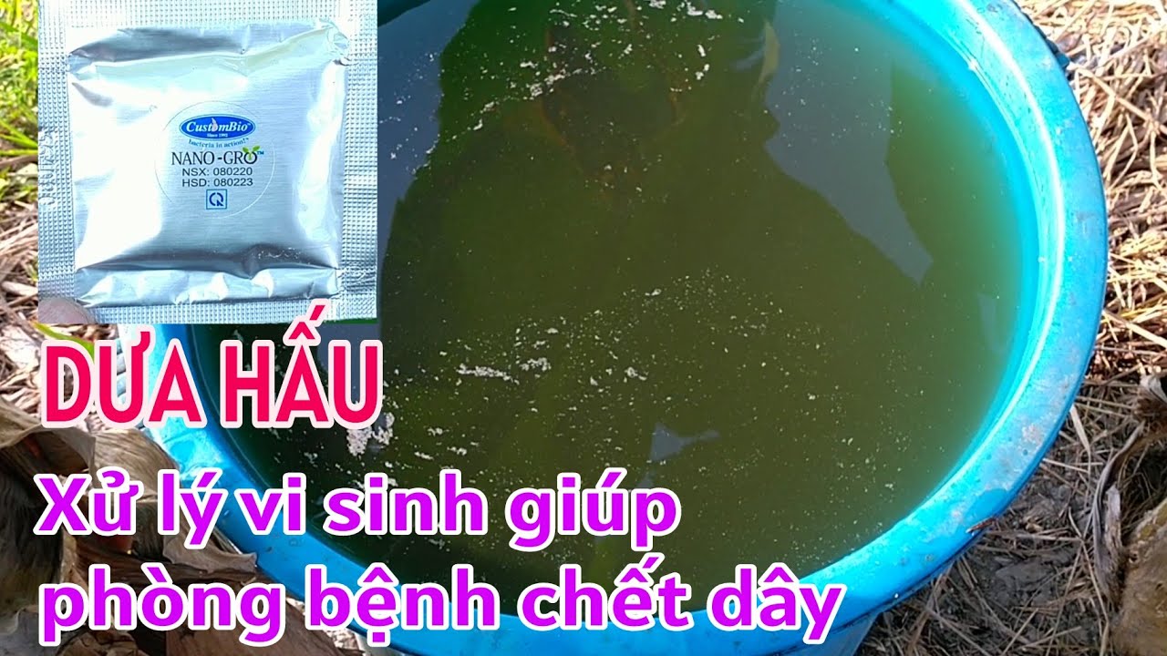 Kỹ thuật trồng dưa hấu vụ Tết: P7-Xử lý vi sinh Nanogro giúp phòng bệnh chết dây trên dưa hấu