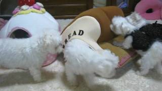 MVI_1293.AVI
