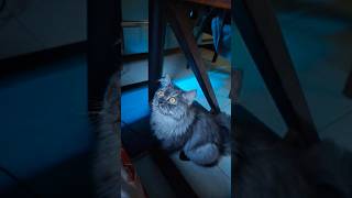 Cat Watching The Galaxy