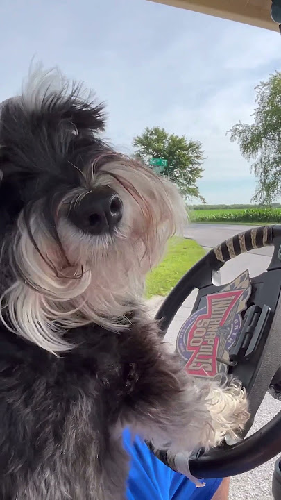 Driving dog #cover #music ￼