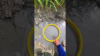 Download Lagu Traditional Fishing with a Plastic Net in a Rural Water Pit MP3