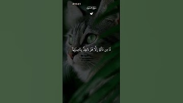 ما تيسر من سورة هود لشيخ ماهر المعيقلي#القرآن_الكريم #مكة #ماهر_المعيقلي #تلاوة_خاشعة #راحة_نفسية