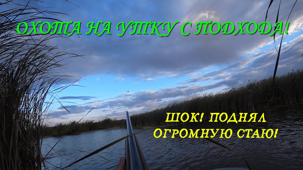 ОХОТА НА УТКУ С ПОДХОДА! ШОК! ПОДНЯЛ ОГРОМНУЮ СТАЮ! ВЕЧЕРНЯЯ ЗОРЬКА УДАЛАСЬ!!!