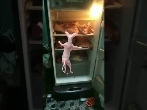 Billi Bilo Funny Youtubeshorts 