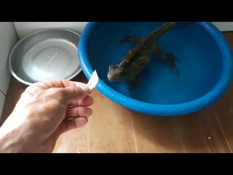 Video Kỳ nhông cảnh ,các bạn xem hoạt động của nó nhé - youtube