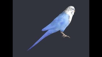 3D Model of bird - file 2010071618474709341.max
