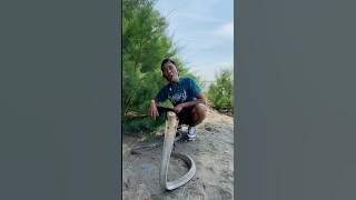 Buncul said that if you don't disturb the King Cobra, it's safe! #shortsfeed #shortvideo #snake #...