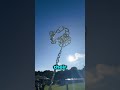 أجمل سلم إلى السماء