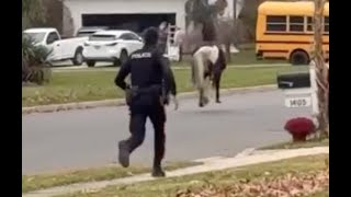 'Rogue Horse' Leads Police on Chase Through NJ Neighborhood