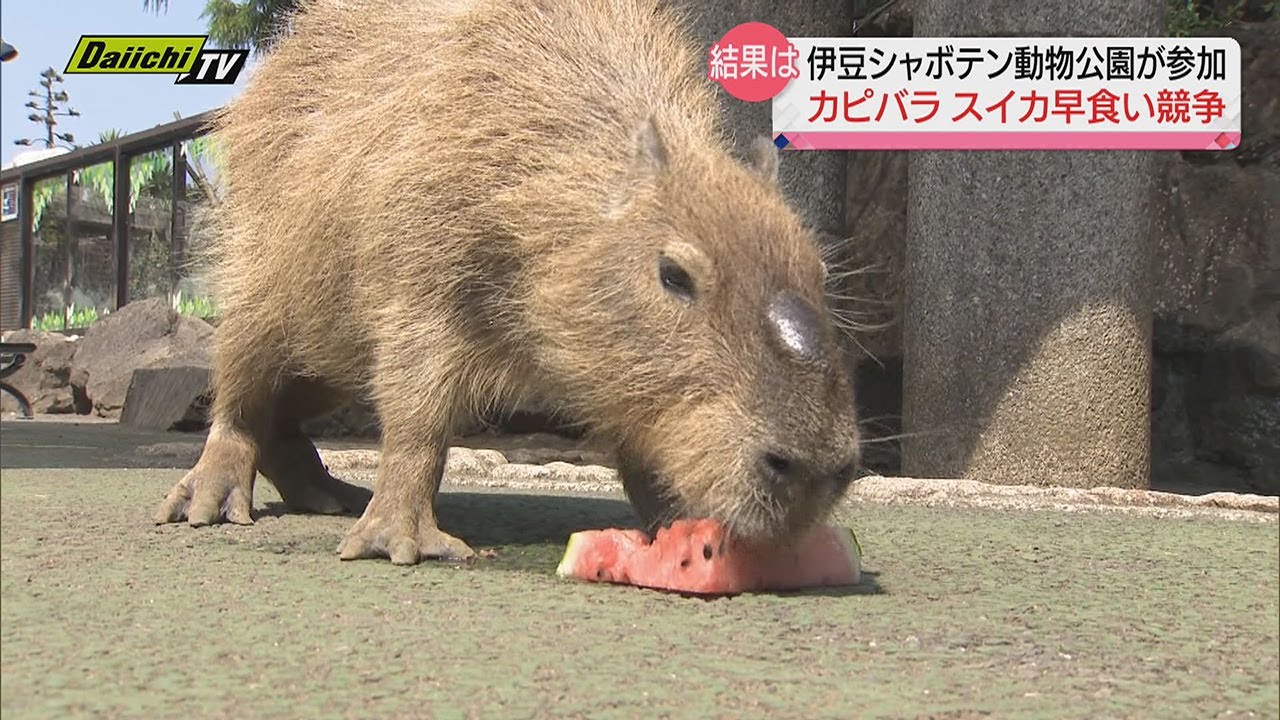 セウ・ゼ・ピリントラの日は何ですか?