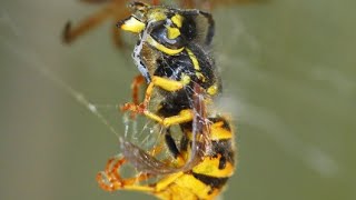 Avispa VS Araña