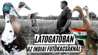 Indiai futókacsa a meztelencsigák ellen     Boglárkánál jártunk    interjú  I  Kreatív Farmer