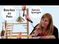 Rosey Bourke Parakeets as Pets | Living with Rosey Bourke Parakeets | Species Spotlight