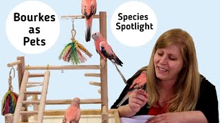 Rosey Bourke Parakeets as Pets: Species Spotlight