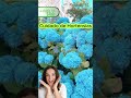 El secreto para hortensias llenas de flores 😱🌺