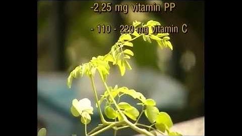 Công dụng thần kỳ của cây chùm ngây trong làm đẹp