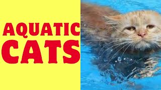 'Cats That Love Water: The Surprising Swimmers'