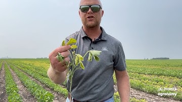 Managing Iron Deficiency Chlorosis in Soybeans