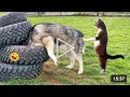 Funny Dogs And Cats Videos 2024 - Best Funniest #funny | #viral .| #funnyshorts