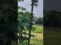 Beautiful Village Scenary #viral #viralshorts #song #video #scenery #shortsyoutube #nature #love