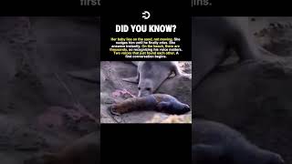 The Sound Only His Mother Needed 🦭💛#history #facts