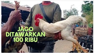 Download lagu Free-range chickens are in high demand at the Purbalingga animal market for wholesale reselling