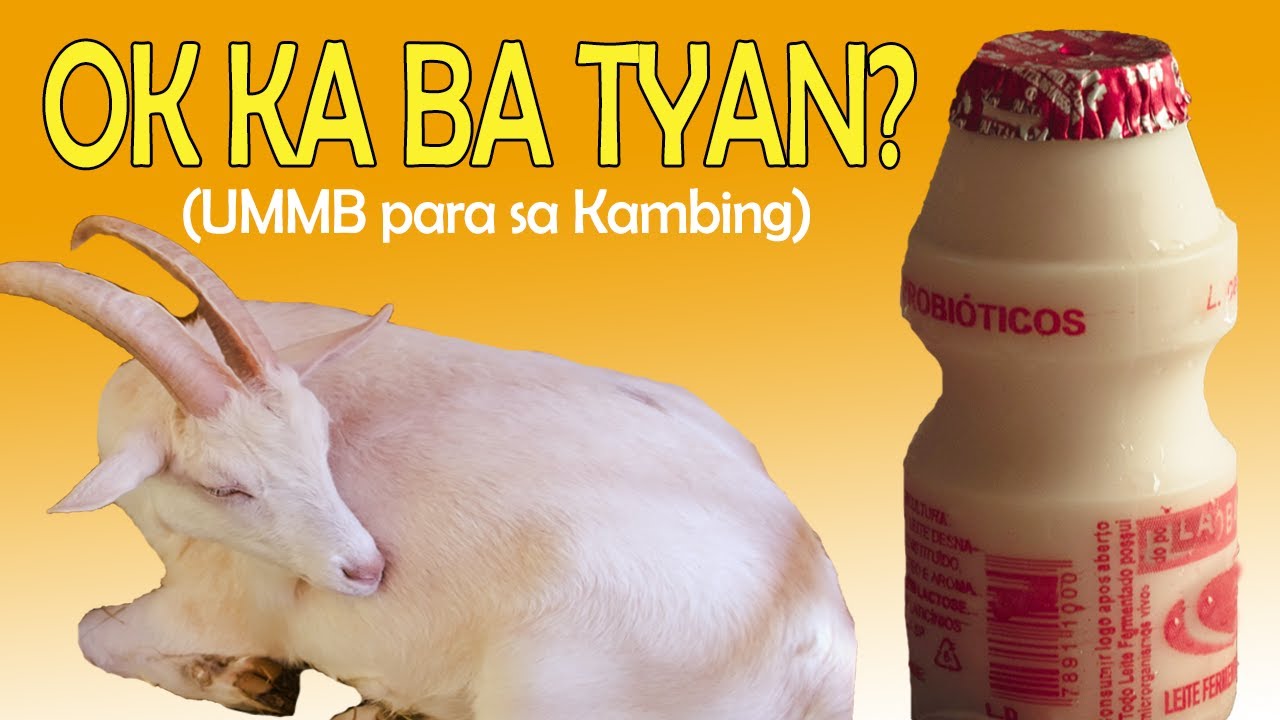 Importante ba ang UMMB