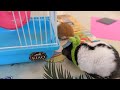 Hamsters Daily Czecko New Toy - Adorable Hamster Daily Activity