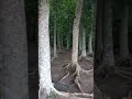 Mahogany Park Trending Asmar Viral Shorts