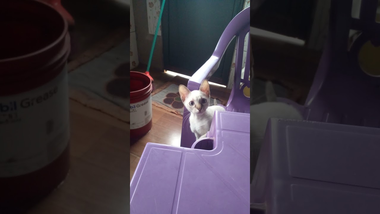 minha amora curiosa 😂😂😂