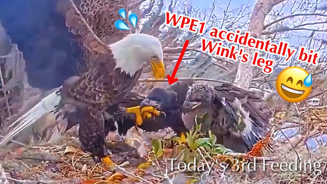 #302🦅🐥44°🐥39°／Winter Park Eagle Nest 2026／Against All Odds:One-Eyed Mom／Wink💗Atlas