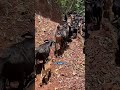 Goat Farming on Rocky Hills in China is CRAZY Effective