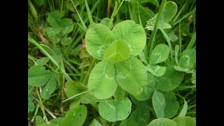 Best Clover Finds 4, 5, 6 & More Leaves On Clovers