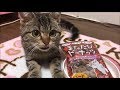 子猫にまたたびドーナッツをあげるとこうなりますｗ